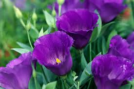 Image result for eustoma Balboa