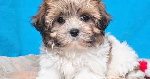 Get matched with a pupper from a responsible shih tzu breeder near you. Bichon Frise X Shih Tzu Puppies For Sale In Essex