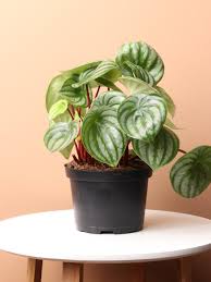 Image result for Peperomia molleri