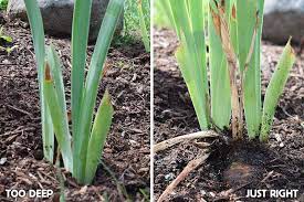 Bearded Iris Care How To Avoid 5 Common Growing Problems Iris Flowers Garden Bearded Iris Growing Irises