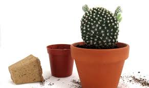 Well, anyway, the packet says to use equal parts of leaf mold and course sand. How To Repot A Cactus And Not Get Hurt