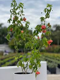 Image result for Abutilon sp.no.1