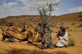 All camel trekking in merzouga include scenic adventures while camel trekking the nearby erg chebbi dunes of merzouga morocco. Camel Safari Oman Wahiba Sands 2 Days Trekking 2021 Muscat