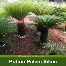 Pengertian dan 10 macam gaya renang. Jenis Pohon Palem Sikas Yang Wajib Diketahui Ciriciripohon Com