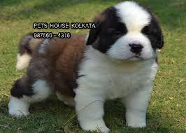 Subscribe to their email newsletter to receive fashion updates, new product information, promo codes, exclusive deals and coupons. Pictures Of Stbernard Dog Bilscreen