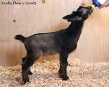 Goats For Sale - Krebs Farm