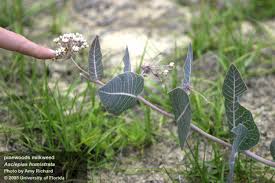 Image result for Ascolepis fibrillosa