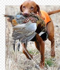 While most breeds can be trained to assist in a hunt, there are certain types of dog breeds that excel above all others. Vizsla German Shorthaired Pointer Poodle Hunting Dog Png 1182x1386px Vizsla Bird Dog Breed Dog Dog Breed