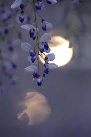 Untitled Beautiful Moon Shoot The Moon Moonlight