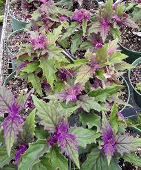 Image result for Gynura