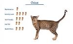 Ocicat Cat — Full Profile, History, and Care