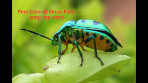 Your sioux falls store team. Best Pest Control In Sioux Falls Sd