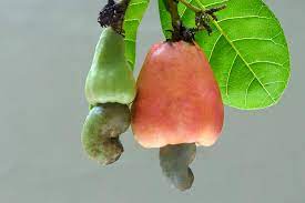 Check spelling or type a new query. Cashew Nut Waste Antioxidants A Natural Alternative To Nitrates