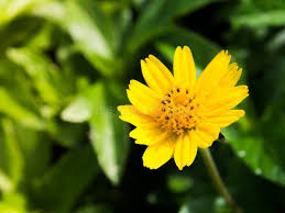 Image result for Guizotia