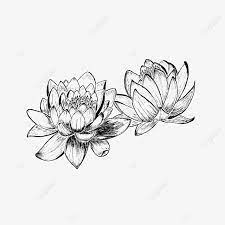 زوج من زهرة اللوتس الكريمة زهرة زهرة اللوتس زنبق png والمتجهات للتحميل مجانا lotus flower tattoo lotus flower flower tattoo
