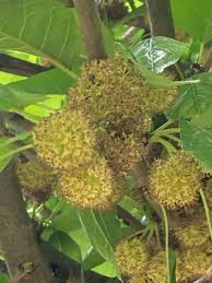 Image result for Maclura