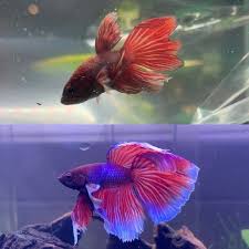 On top of this, fin rot can occur due to overfeeding or underfeeding. Betta Fish Bent Tail Fin Is This Common Or Could It Be Permanent Damage From Fin Rot Betta Fish Betta Fish