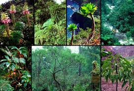 Image result for Lobelia blantyrensis