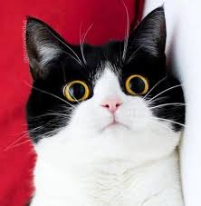 Search for text in self post contents. å¡é€šå¯çˆ±å°é»'çŒ«å¤´åƒ ä¿¡æ¯é˜…è¯»æ¬£èµ ä¿¡æ¯æ' K0w0m Com