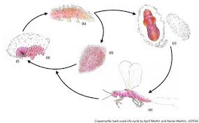 A dormant application of horticultural oil. Crapemyrtle Bark Scale Acanthococcus Eriococcus Lagerstroemiae