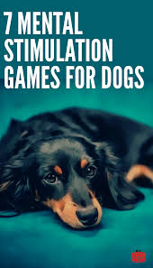 Brain Training For Dogs 7 Brain Games To Play With Your Pup In 2020 Dogs Dog Language Dog Presents