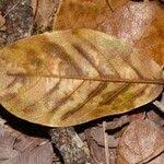 Image result for Monotes glaber