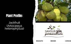 Image result for Artocarpus heterophyllus
