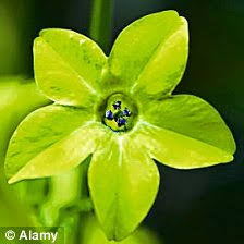 Maybe you would like to learn more about one of these? Splash Of Lime Vibrant Lime Green Flowers Look Delightful Planted With More Traditional Colours Daily Mail Online