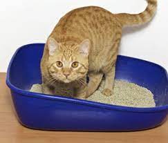 Constipation In Cats Can Be Serious Learn How To Deal With It