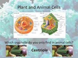 We did not find results for: Plant And Animal Cells Which 2 Organelles Do You Only Find In Plant Cells Cell Wall And Chloroplast Ppt Download