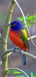 Gokkusagi Kusu Rainbow Bird Beautiful Birds Painted Bunting Colorful Birds