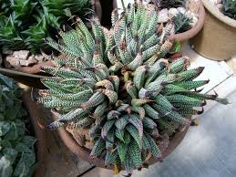 Image result for Humularia minima