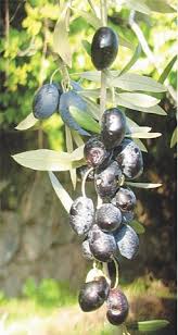 Grow Your Own Olives Newspaper Dawn Com