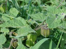 Image result for Physalis pubescens