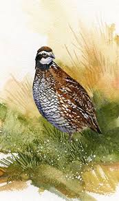 bobwhite by joe garcia watercolor watercolor art watercolor bird watercolor animals