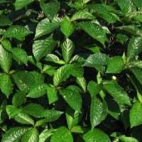 Tanaman daun pecah beling memang belum 100 persen dinyatakan ampuh sebagai pengobatan dan pencegah kanker, tetapi senyawa flavonoid dalam daun pecah beling ditemukan mampu menghentikan perkembangan sel kanker payudara, kanker usus besar, dan kanker prostat pada tikus. Daftar Harga Tanaman Obat Keji Beling Bulan Juni 2021