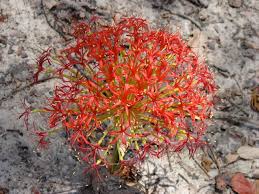 Image result for Boophone