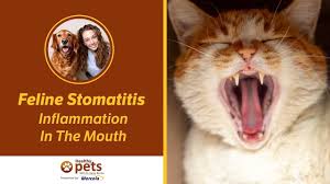 Cathy barnette explains the symptoms, diagnosis, and more. Feline Stomatitis Inflammation In The Mouth Youtube