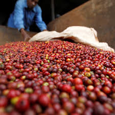 These plantations are not only a symbol of kenya's colonial past but are also a landmark of its vibrant economy. Kenya S Coffee Thefts Blamed On Organised Cartels Guardian Sustainable Business The Guardian
