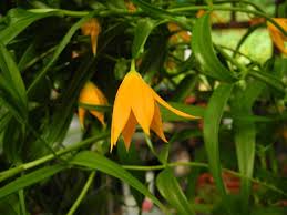 Image result for Littonia modesta