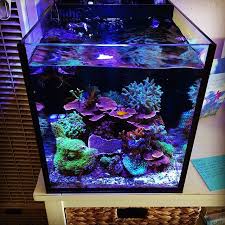Pin On Nano Reef Inspiration