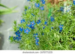 Image result for Lysimachia monelli