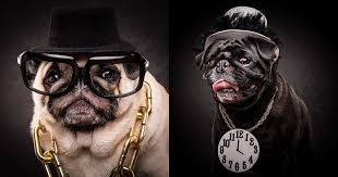 Click images to large view 1920x1080 hd meme wallpaper 75 images. The Pug Life Portraits Of Pugs Posing As 80s And 90s Hip Hop Artists Petapixel