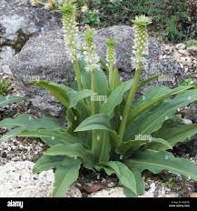 Image result for Eucomis zambesiaca