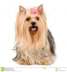 Yorkshire Terrier (6 Years) Stock Image - Image of canine, mammal: 5665403