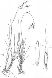 Image result for Andropogon eucomus