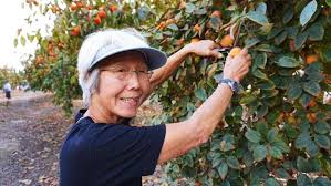 They adapt to a wide variety of conditions and are more compact than other fruit trees that require little to no work. Fruit Trees Uc Marin Master Gardeners