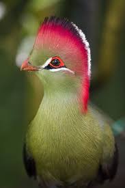 Image result for Turraea fischeri