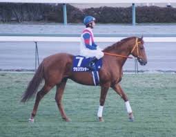 グラスワンダーとスペシャルウィークには特別賞が贈られた。 2000年は日経賞から始動。1番人気、6着。 京王杯スプリングカップ、1番人気、9着。 宝塚記念、2番人気、6着。 2001年シーズンから種牡馬となった。 ã‚°ãƒ©ã‚¹ãƒ¯ãƒ³ãƒ€ãƒ¼ Wikipedia