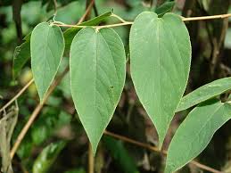 Image result for Trema sp A